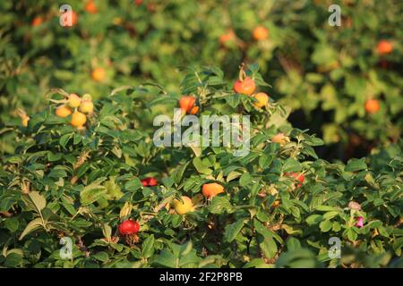 Large, ripe orange and yellow rose hips growing on a bush on a sunny day Stock Photo
