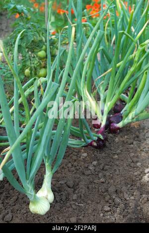White onions 'Hylander' and red onions 'Redlander' (Allium cepa) in the bed Stock Photo