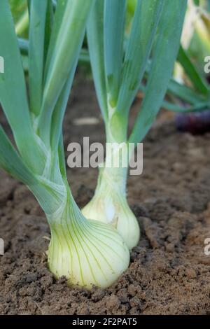 White onions 'Hylander' (Allium cepa) in the bed Stock Photo