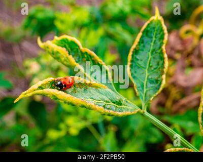 Ladybug(Coccinella septempunctata) - looking for parasites on the infected leaf of black elderberry shrub Stock Photo