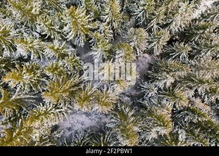 Germany, Thuringia, Ilmenau, Gehren, forest, trees, slightly snow-covered, Rennsteig area, aerial view, top view Stock Photo