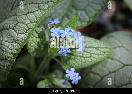 Delicate blue and purple flowers on a forget-me-not Stock Photo