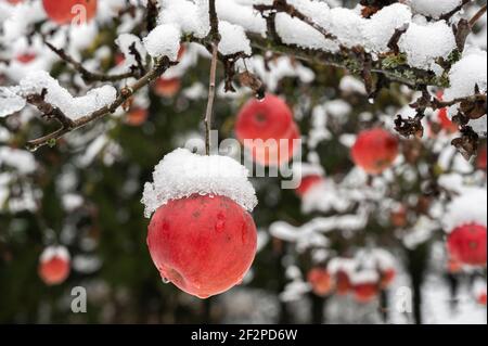Ripe apples on the tree, frost, snow Stock Photo