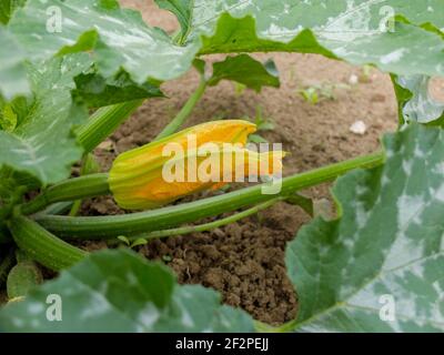 Zucchini (Cucurbita pepo var. Giromontiina) with yellow flowers Stock Photo