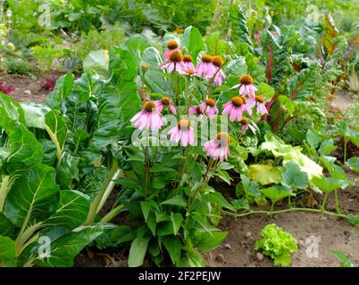 Purple coneflower (Echinacea purpurea) grows in the vegetable patch, with chard and lettuce Stock Photo
