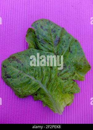 Leaves of romaine lettuce 'trout closure' (Lactuca sativa) Stock Photo