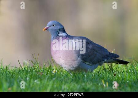 Wood pigeon looking for food in a meadow, March, Hesse, Germany Stock Photo