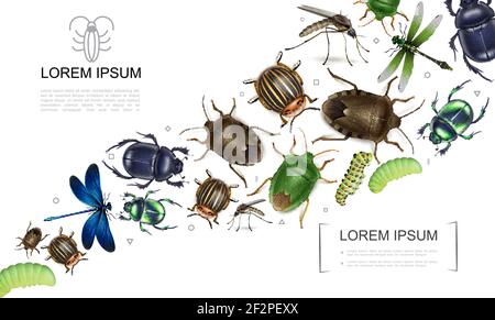 Realistic insects colorful collection with mosquito scarab and dung bugs colorado potato beetle dragonflies caterpillars vector illustration Stock Vector