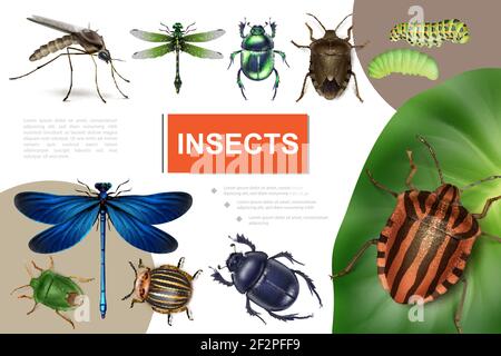 Compositing Insect Realistic insects composition with caterpillar on grass dragonflies ...