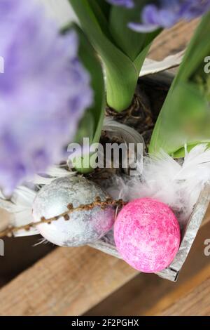 blue-purple hyancinths in a pot with Easter eggs Stock Photo