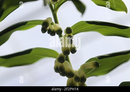 Bottom view of looking up at solomons seal flower buds Stock Photo
