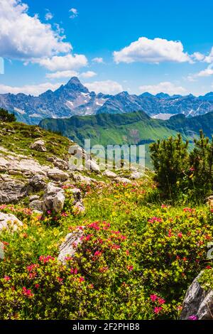 Alpine rose blossom, rhododendron, Koblat-Höhenweg on Nebelhorn, behind it the Hochvogel, 2592m, Allgäu Alps, Allgäu, Bavaria, Germany, Europe Stock Photo