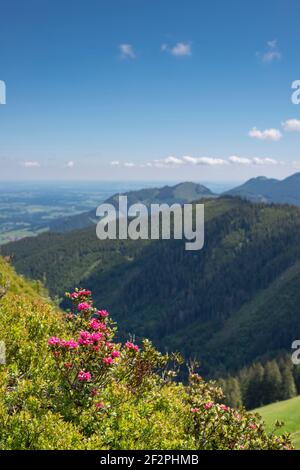 Alpine roses (Rhododendron ferrugineum) at Wertacher Hörnle, 1695m, Allgäu Alps, Oberallgäu, Bavaria, Germany, Europe Stock Photo