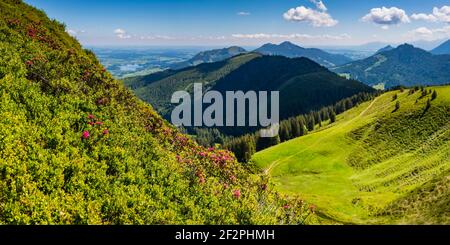 Alpine roses (Rhododendron ferrugineum) at Wertacher Hörnle, 1695m, Allgäu Alps, Oberallgäu, Bavaria, Germany, Europe Stock Photo