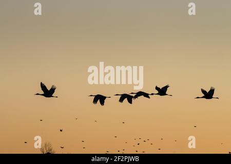 Sandhill Cranes and blackbirds in flight before sunrise in the Bosque del Apache National Wildlife Refuge, New Mexico. Stock Photo