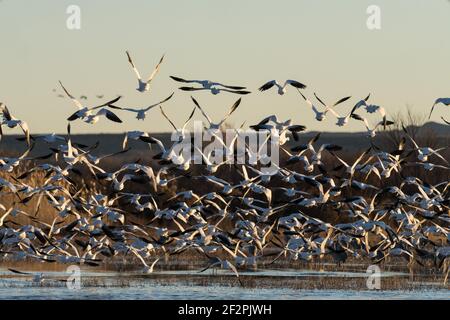 A flock of Snow Geese lift off from a pond in early morning on the Bosque del Apache National Wildlife Refuge, New Mexico. Stock Photo