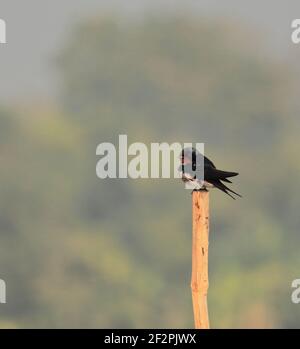 a barn swallow (hirundo rustica) is perching on a branch in chupir char or purbasthali bird sanctuary in west bengal, india Stock Photo