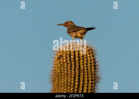 The Northern Flicker, Colaptes auratus, on a saguaro cactus in the Sonoran Desert of Arizona. Stock Photo
