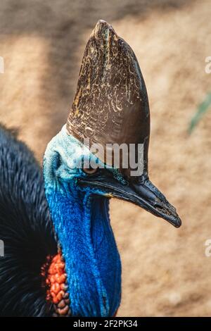 The Southern Cassowary, Casuarius casuarius, is a large, flightless bird and the largest bird in Asia and Oceana.  Mature adults have a large, keratin Stock Photo