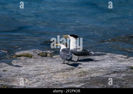 Greater Crested Terns, Thalasseus bergii, on Heron Island in the Great Barrier Reef in Australia. Stock Photo