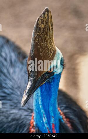 The Southern Cassowary, Casuarius casuarius, is a large, flightless bird and the largest bird in Asia and Oceana.  Mature adults have a large, keratin Stock Photo