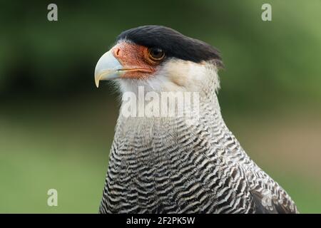 The Southern Crested Caracara, Caracara plancus, also known as the Southern Caracara or Carancho, is a bird of prey in the family Falconidae and is th Stock Photo