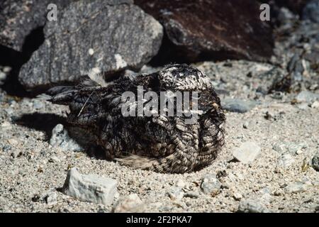 Common Poorwill, Phalaenoptilus nuttallii, is a nocturnal bird of the nightjar family and is native to the western U.S. and Canada as well as Mexico. Stock Photo