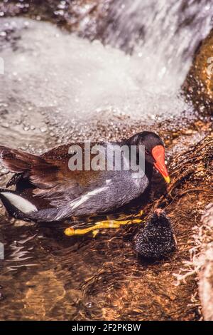 A Common Moorhen, Gallinula chloropus, with its chick in the Henry Doorly Zoo in Omaha, Nebraska.  They are common in Europe, Asia and Africa. Stock Photo