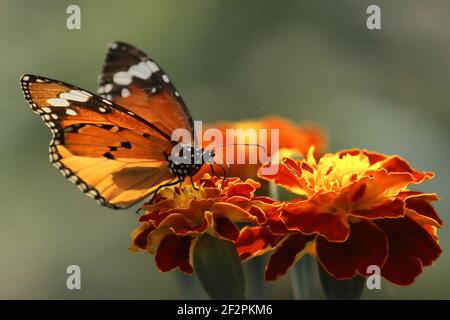 a female plain tiger butterfly or african queen or african monarch (danaus chrysippus) is sucking nectar from flowers, butterfly garden in west bengal Stock Photo