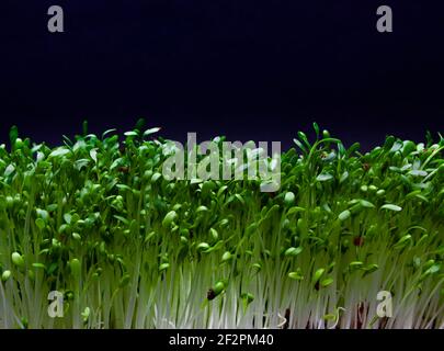Fresh green garden cress against a black background