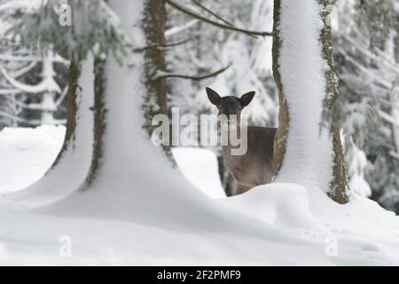 Damtier in the snowy spruce forest, January, Bavaria, Germany Stock Photo