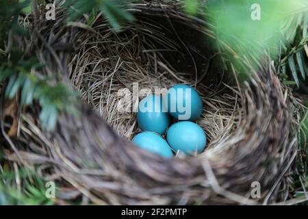 Four wild unhatched blue or cyan American Robin bird eggs in an outdoor shaded nest during a warm spring