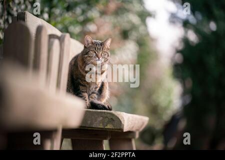 tabby cat sitting on wooden bench outdoors in the garden observing the area Stock Photo