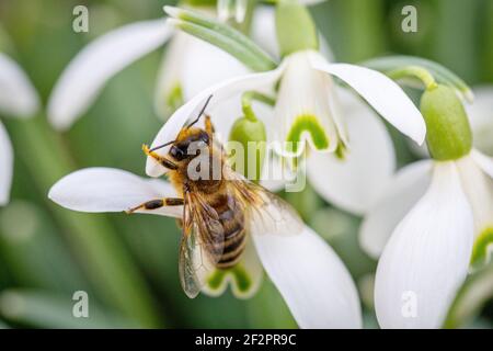 Bee on snowdrop flowers Stock Photo