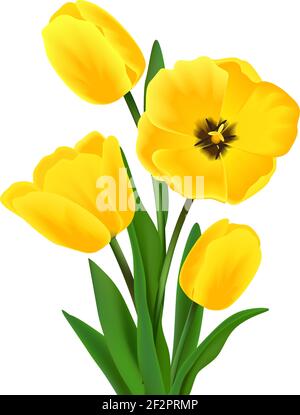 Yellow blossoming tulip flower bouquet realistic vector illustration Stock Vector