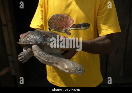 A villager showing his collection of a Rote Island's endemic snake-necked turtle (Chelodina mccordi) that he would release into the wild by his own will, after he participated in an event attended by government officials, which had released turtles bred in captivity back to a suitable habitat. Rote Island, Indonesia. Stock Photo