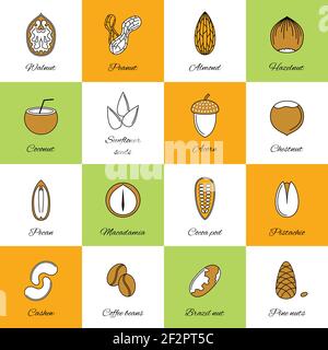 Set of acorn chestnut hazelnut coconut sunflower seeds and nuts in flat line style vector illustration Stock Vector
