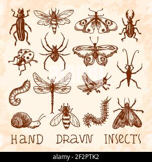 Insects sketch decorative icons set with dragonfly fly butterfly isolated vector illustration Stock Vector