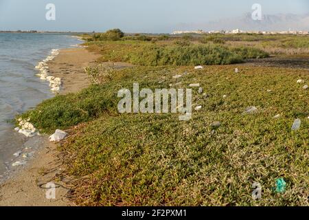 Plastic garbage pollution along the waters edge in grass with discarded trash and bottles for environmental concepts. Stock Photo