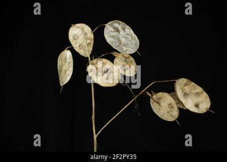 reversed annual honesty seed heads isolated with white light on a black background Stock Photo