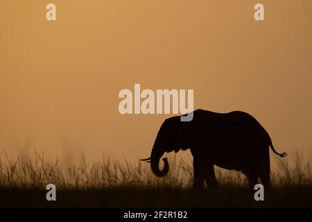 African bush elephant curls trunk at dusk Stock Photo