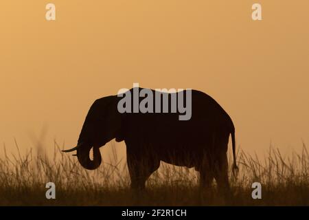 African bush elephant curls trunk at sunset Stock Photo