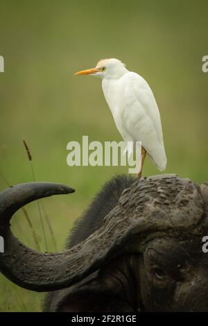 Cattle egret standing on head of buffalo Stock Photo