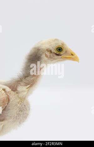 Beautiful little chick isolated on the white Stock Photo