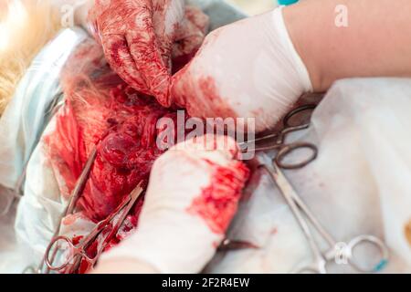 Surgical operation in a veterinary clinic. Hernia removal and sterilization of dog Stock Photo