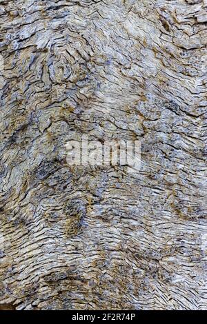 Close-up of grey tree bark Stock Photo