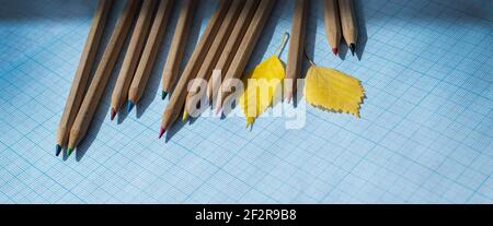 Wooden pencils with multi-colored leads and yellow autumn leaves on checkered graph paper. Copy space for text. Ecology concept of learning creativity Stock Photo