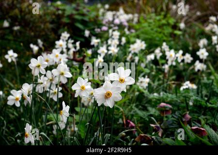 Narcissus poeticus var recurvus,old pheasant's eye,white flowers,spring flowers,flowering,spring in the garden,RM Floral Stock Photo
