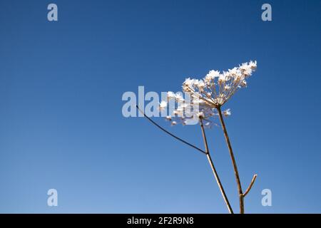 Snow covered dried Chervil flower Stock Photo