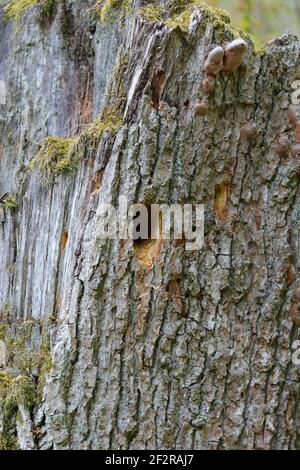 A Middle spotted Woodpecker (Dendrocoptes medius) nest hole in the Bialowieza forest, Poland Stock Photo